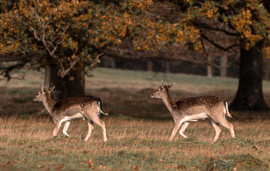 Can Deer Smell You in a Box Blind?