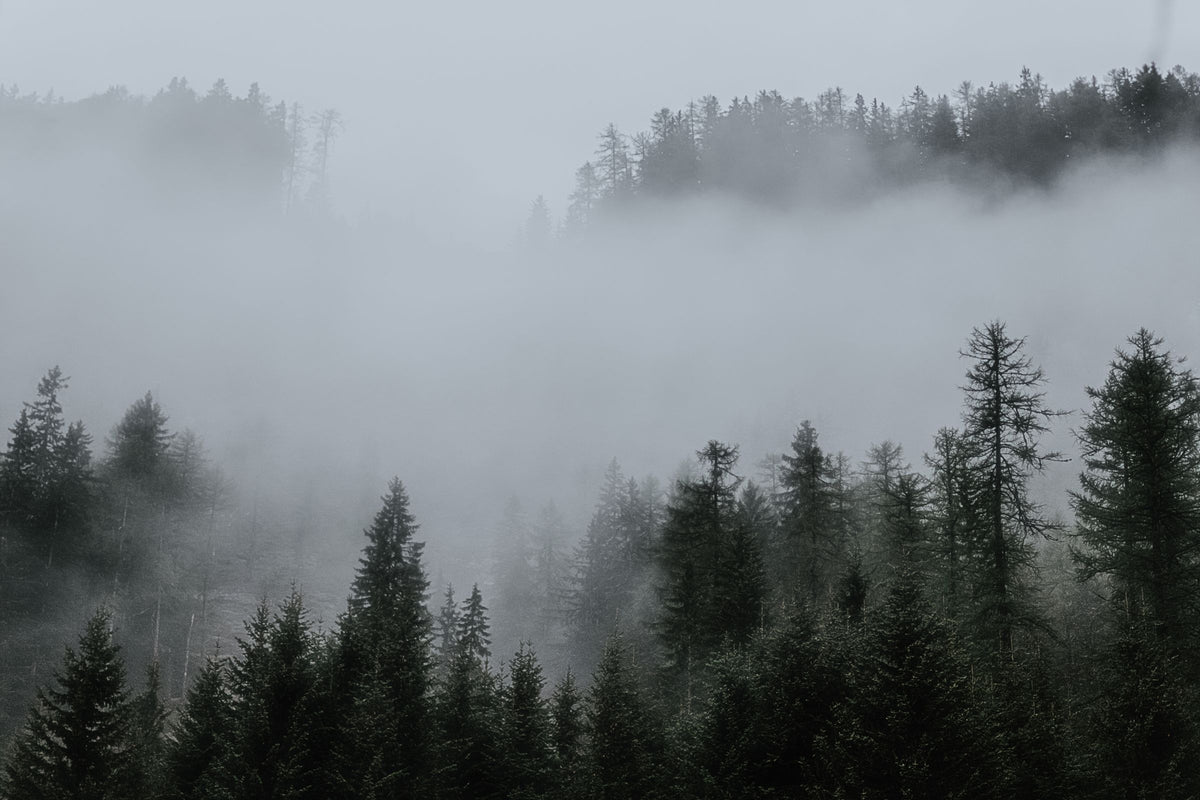 Natural woodland and morning mist