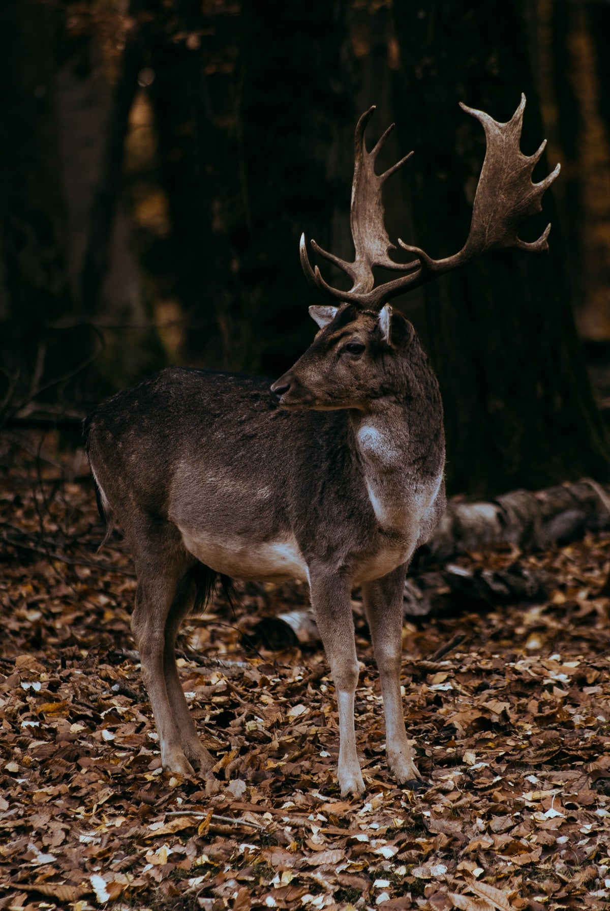 A fallow deer in woodland